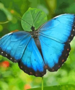 Blue Buttefly Paint By Numbers