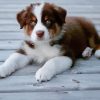 Cute Mini Australian Shepherd Paint By Numbers