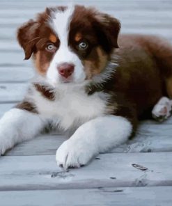 Cute Mini Australian Shepherd Paint By Numbers