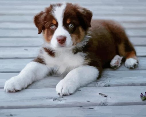 Cute Mini Australian Shepherd Paint By Numbers