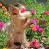 Cute Yorkshire Terrier And Pink Flowers Paint By Numbers