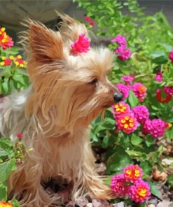 Cute Yorkshire Terrier And Pink Flowers Paint By Numbers