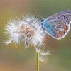 Dandelion Butterflies Paint By Numbers