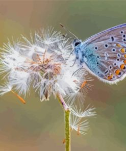 Dandelion Butterflies Paint By Numbers