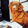 Dog With Glasses And Magazine Paint By Numbers