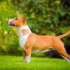 English Bull Terrier Paint By Numbers