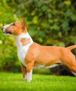 English Bull Terrier Paint By Numbers