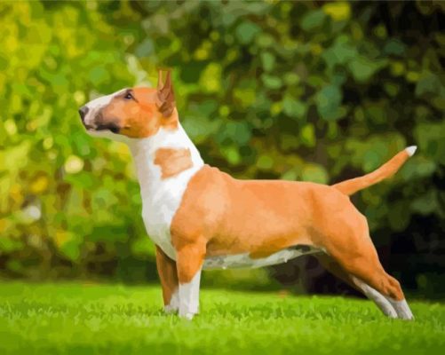 English Bull Terrier Paint By Numbers