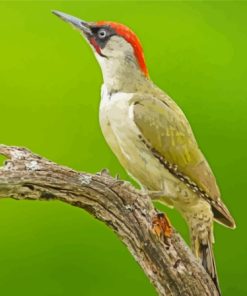 European Woodpecker On Tree Paint By Numbers