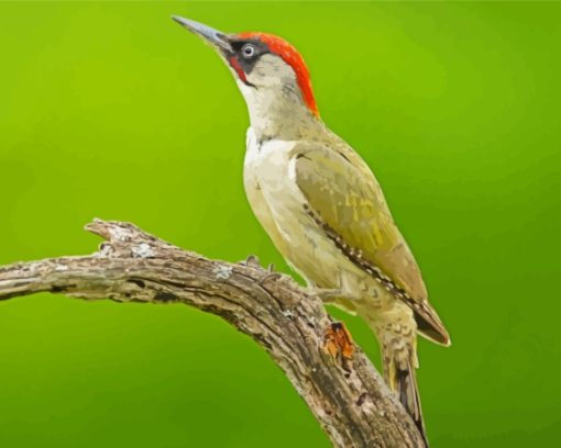 European Woodpecker On Tree Paint By Numbers