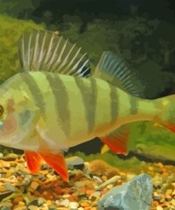 European Perch Paint By Numbers