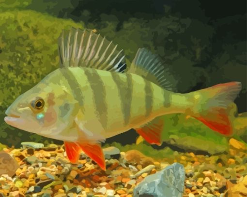 European Perch Paint By Numbers