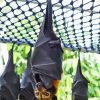 Hanging Giant Golden Crowned Flying Fox Paint By Numbers