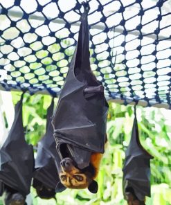 Hanging Giant Golden Crowned Flying Fox Paint By Numbers