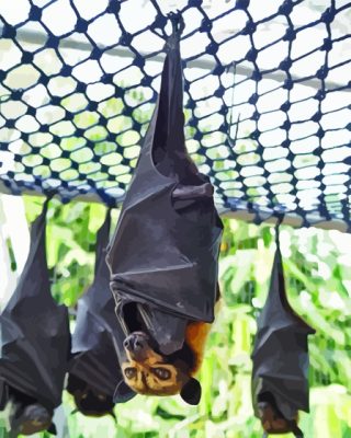 Hanging Giant Golden Crowned Flying Fox Paint By Numbers