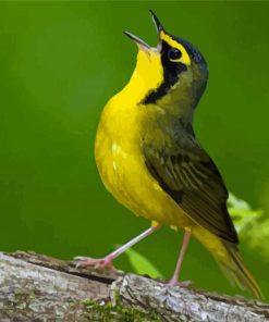 Kentucky Warbler Yellow Bird Paint By Numbers