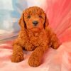 Mini Red Golden Doodle Paint By Numbers