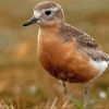 New Zealand Dotterel Paint By Numbers