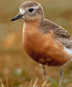 New Zealand Dotterel Paint By Numbers