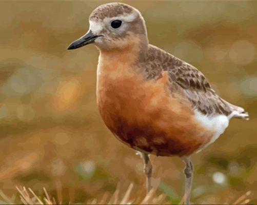 New Zealand Dotterel Paint By Numbers