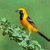 Old World Orioles Bird Paint By Numbers