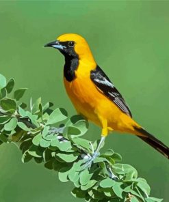 Old World Orioles Bird Paint By Numbers