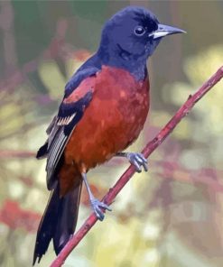 Orchard Oriole Bird Paint By Numbers