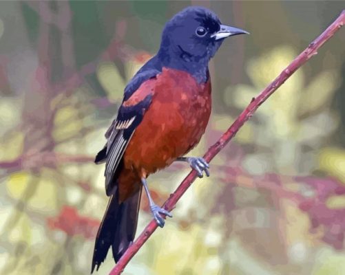 Orchard Oriole Bird Paint By Numbers