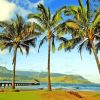 Palm Trees In Hanalei Bay Hawaii Paint By Numbers