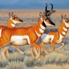 Pronghorn Deer Paint By Numbers