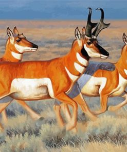 Pronghorn Deer Paint By Numbers