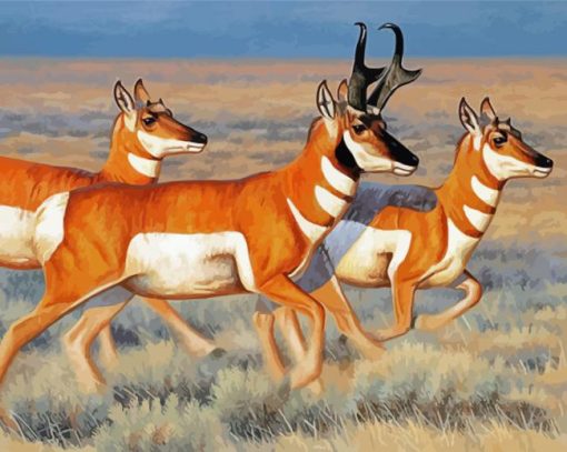 Pronghorn Deer Paint By Numbers