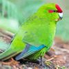 Red Crowned Parakeet Paint By Numbers