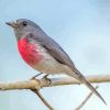 Rose Robin On Branch Paint By Numbers