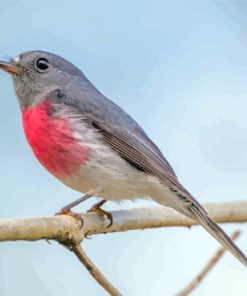 Rose Robin On Branch Paint By Numbers