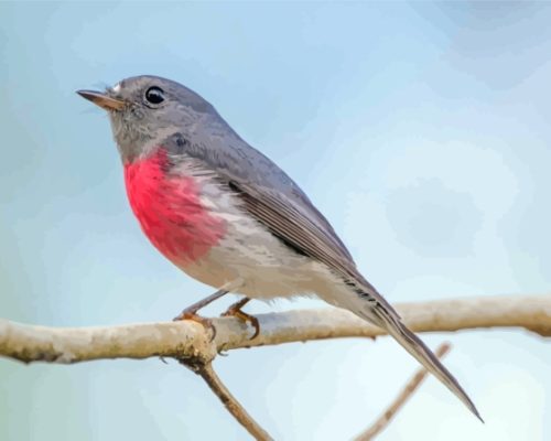 Rose Robin On Branch Paint By Numbers