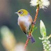 Silvereye Bird Paint By Numbers