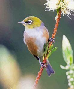 Silvereye Bird Paint By Numbers