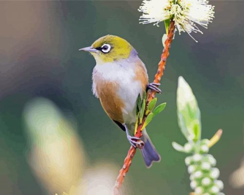 Silvereye Bird Paint By Numbers