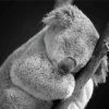 Sleepy Black And White Koala Paint By Numbers