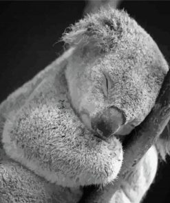 Sleepy Black And White Koala Paint By Numbers