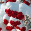 Snow Red Rowan Berries Paint By Numbers