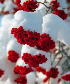 Snow Red Rowan Berries Paint By Numbers