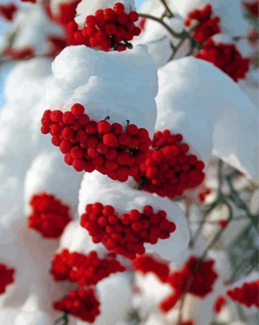 Snow Red Rowan Berries Paint By Numbers