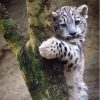 Snow Baby Leopard On Tree Paint By Numbers