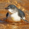 The Australian Fairy Penguin Bird Paint By Numbers