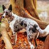 The Texas Heeler Dog Paint By Numbers