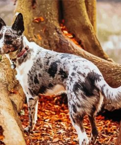 The Texas Heeler Dog Paint By Numbers