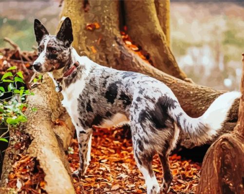 The Texas Heeler Dog Paint By Numbers