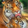 The Tigers In Love Paint By Numbers